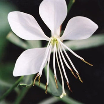 Gaura Whirling Mariposas Flower Seeds - Flower seeds for Planting - Hardy Variety, Heirloom & GMO Free Seeds for Home Garden
 
 Sale for planting in home garden