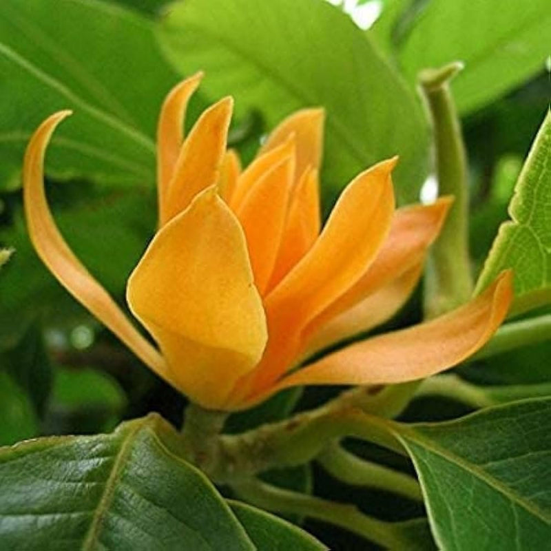 Champa Flower seeds for Planting - Fragrant Blossoms, Heirloom & GMO Free Seeds for Home Garden