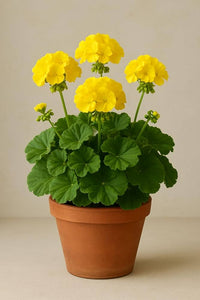 Yellow Geranium Pelargonium Flower Seeds for Planting Cottage Garden Essential Heirloom & GMO Free Seeds for Home Garden
 
 Sale