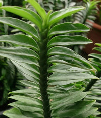 Green Pedilanthus Flower seeds for Planting - Garden Favorite, Heirloom & GMO Free Seeds for Home Garden
 
 Sale seeds for home garden