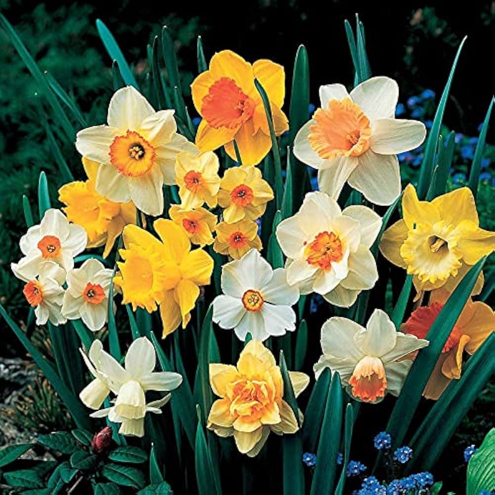 Narcissus Flower seeds for Planting - Cut Flower Favorite, Heirloom & GMO Free Seeds for Home Garden