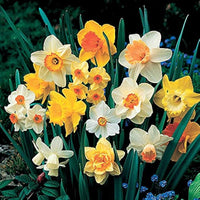 Mixed Daffodil Narcissus Flower seeds for Planting Long Bloom Season Heirloom & GMO Free Seeds for Home Garden 
 
 Sale
