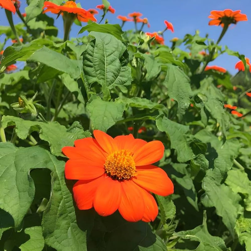 Mexikanische Sonnenblumenkerne Mexican sunflower seeds
