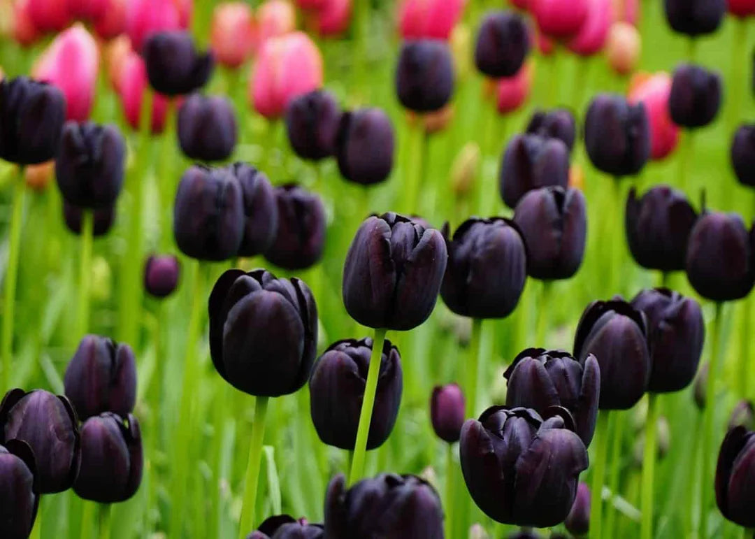 Black Tulip Flower seeds for Planting - Cottage Garden Essential, Heirloom & GMO Free Seeds for Home Garden