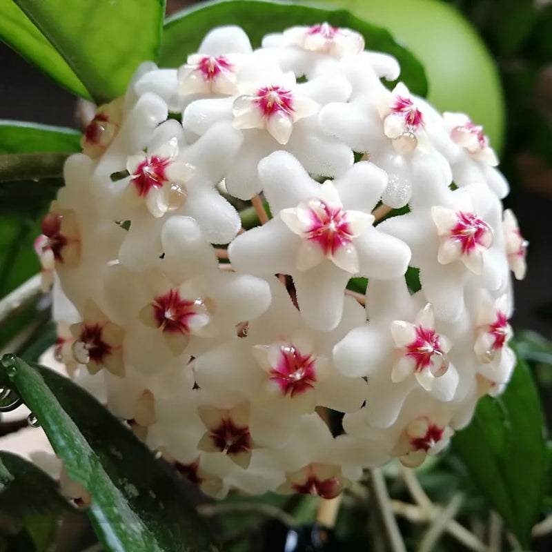 Mixed Hoya Flower seeds for Planting Cut Flower Favorite Heirloom & GMO Free Seeds for Home Garden 
 
 Sale