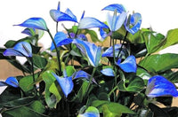 Blue Anthurium for Planting Hardy Variety Heirloom & GMO Free Seeds for Home Garden
 
 Sale