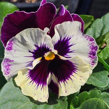 Pansy Giant Ruby Seeds for Planting Garden Borders Cool Season Blooms