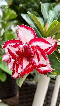 Desert Rose plant with attractive foliage and flowers