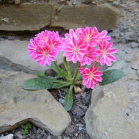 Lewisia Pink Flower Seeds for Planting | Colorful Perennial Blooms