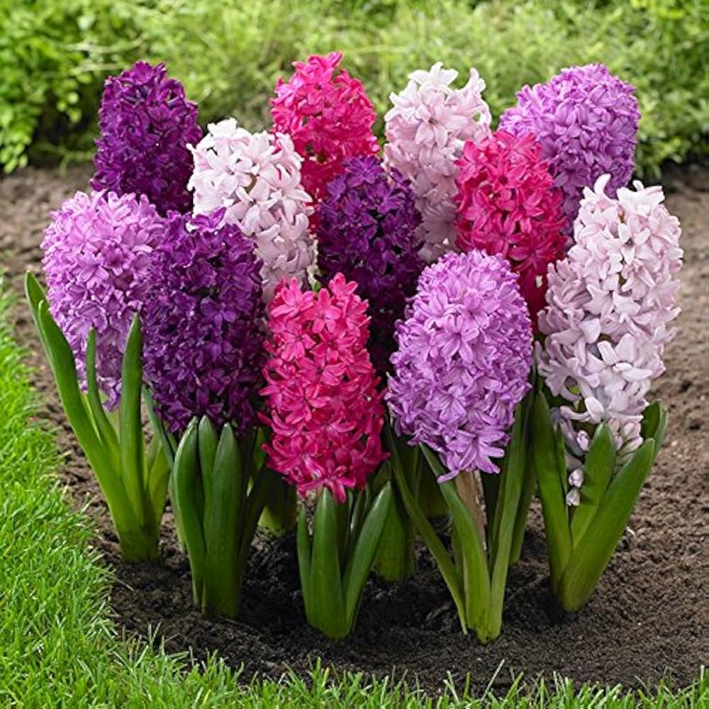 Hyacinth Flower seeds for Planting - Hardy Variety, Heirloom & GMO Free Seeds for Home Garden