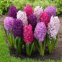 Hyacinth Flower seeds for Planting - Colorful Display, Heirloom & GMO Free Seeds for Home Garden