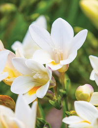 Freesia Flower seeds for Planting - Compact Growth, Heirloom & GMO Free Seeds for Home Garden
 
 Sale seeds for planting in home garden