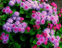 Floss Flower Seeds for Soft and Fluffy Blooms