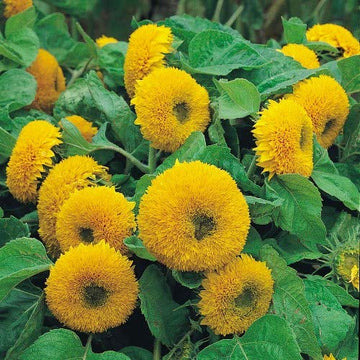 Teddy (Teddy Sunflower) seeds for planting in home garden