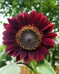 Maroon Sunflower Seeds for Planting  Grow Vibrant Flowers