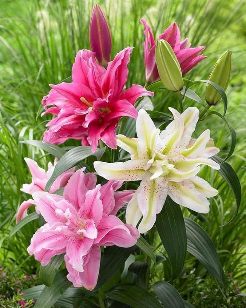 Elegant lily flowering plants in a landscaped garden bed

