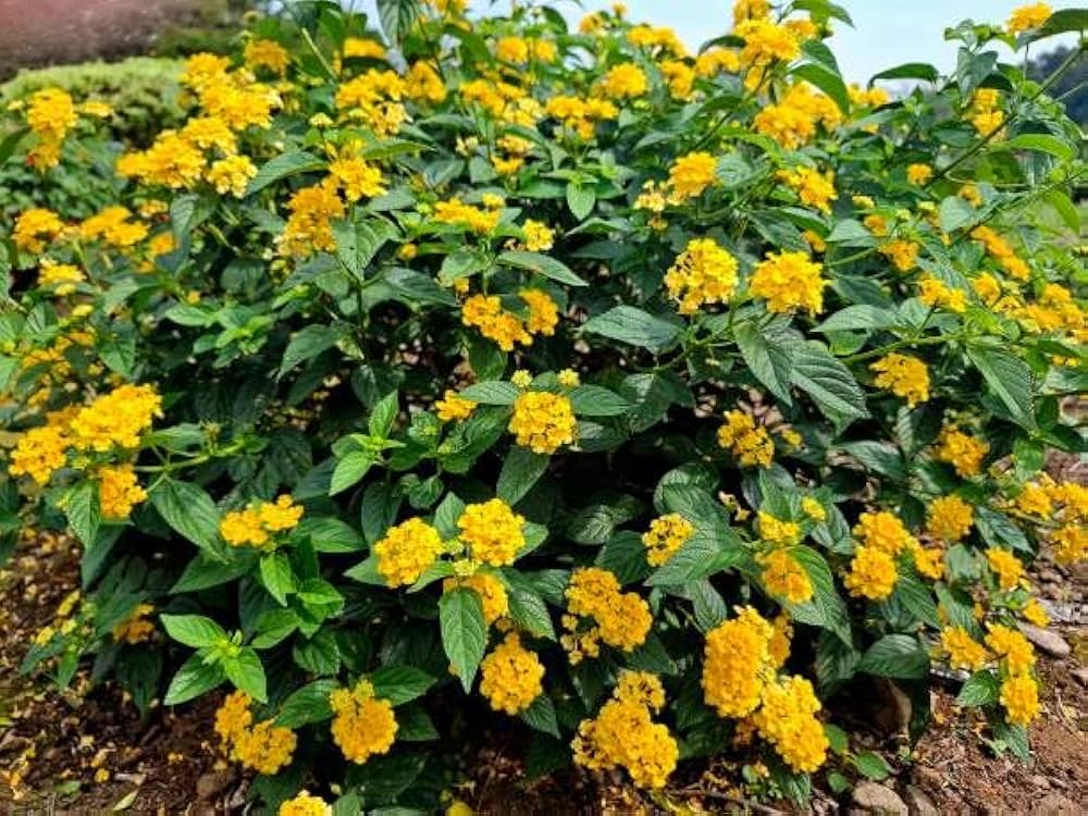 Yellow Verbena Didyma Flower seeds for Planting - Compact Growth, Heirloom & GMO Free Seeds for Home Garden
