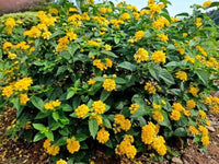 Verbena Yellow Flower seeds for Planting - Low Maintenance, Heirloom & GMO Free Seeds for Home Garden