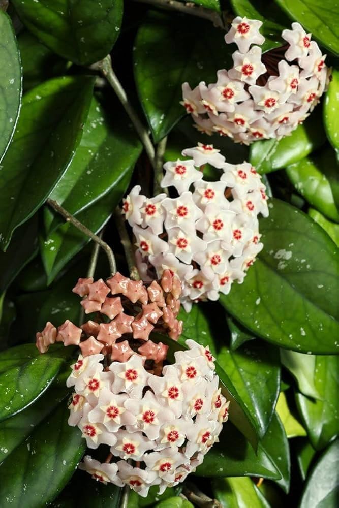 White Light Pink Hoya Flower Seeds for Planting Premium Quality Heirloom & GMO Free Seeds for Home Garden
 
 Sale