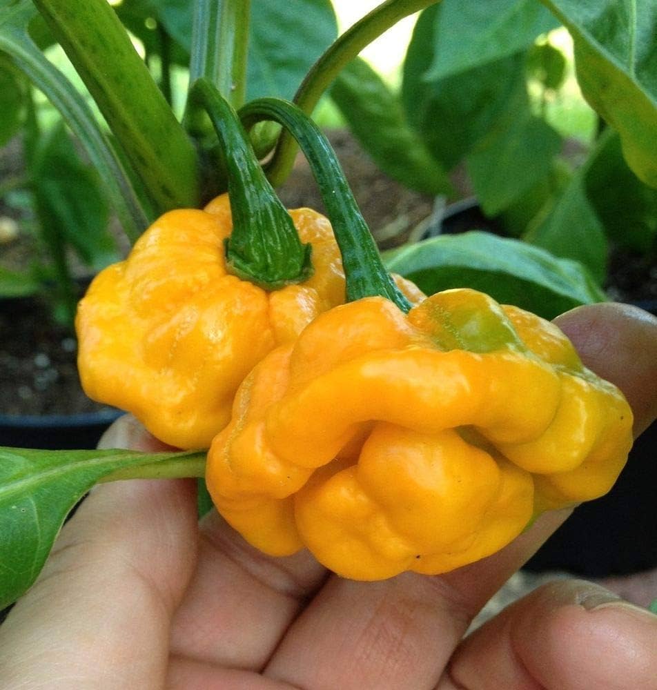 Yellow Brain Strain Pepper Planting Seeds