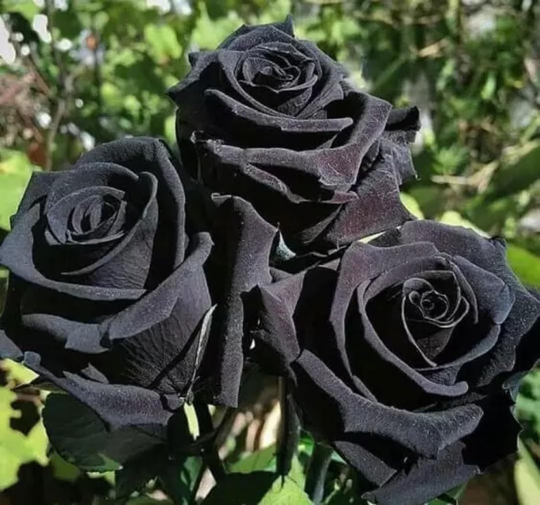 Black Rose Flower seeds for Planting - Easy to Grow, Heirloom & GMO Free Seeds for Home Garden