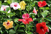 Army Green Hibiscus Flower seeds for Planting - Wildflower Mix, Heirloom & GMO Free Seeds for Home Garden