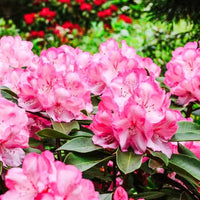 Rare Varieties Azalea Seeds DIY Garden