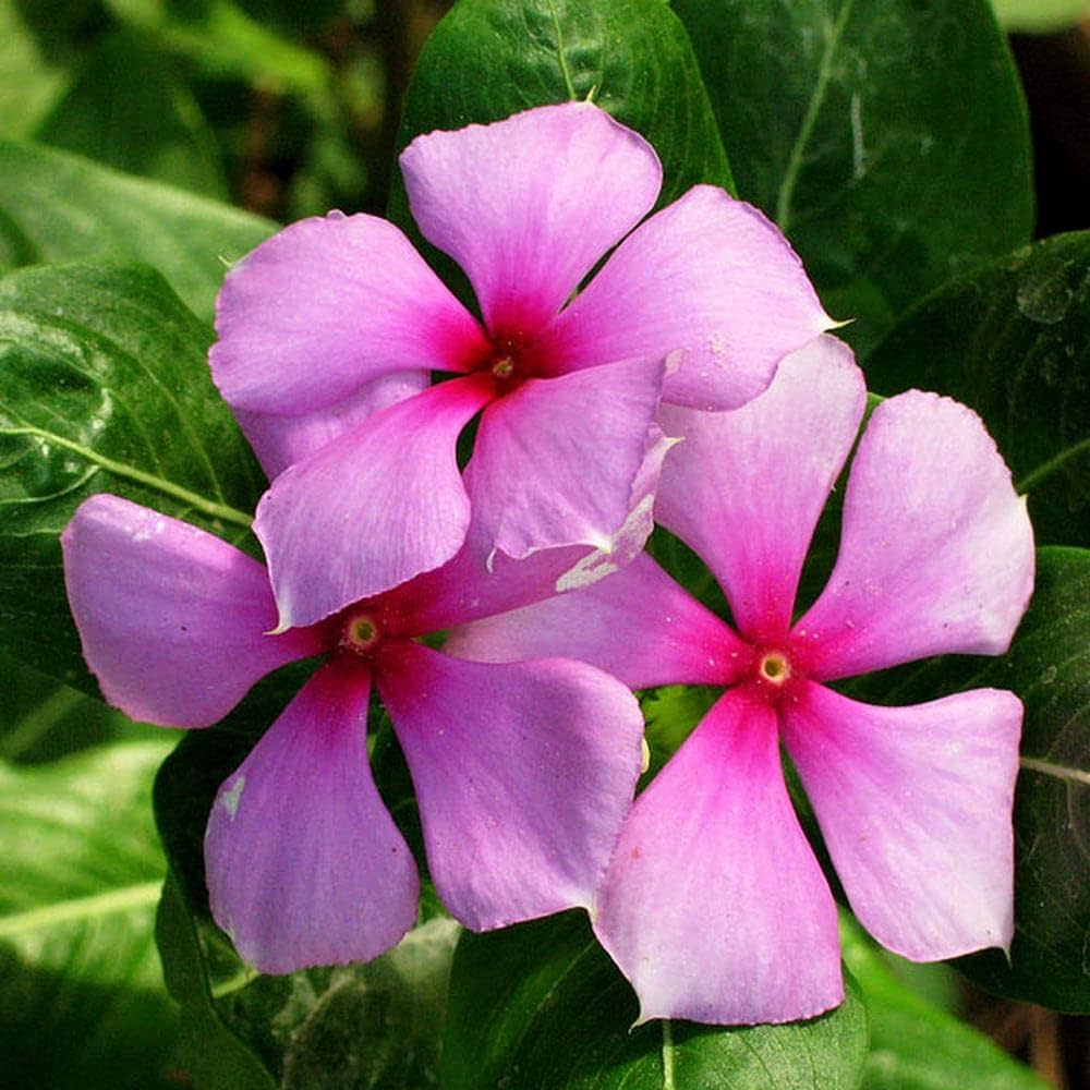 Vinca Flower seeds for Planting - Garden Favorite, Heirloom & GMO Free Seeds for Home Garden