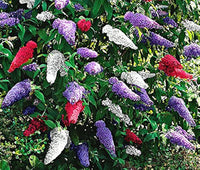 Mix Buddleia Davidii Flower seeds for Planting - Seasonal Bloomer, Heirloom & GMO Free Seeds for Home Garden
 
 Sale for planting in home garden.