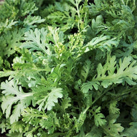 Edible Chrysanthemum Shungiku Seeds for Planting – Heirloom Non-GMO Asian Leafy Green Vegetable Seeds