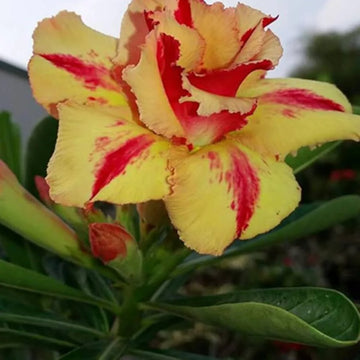 Yellow Red Bellfarm Flower seeds for Planting - Wildflower Mix, Heirloom & GMO Free Seeds for Home Garden