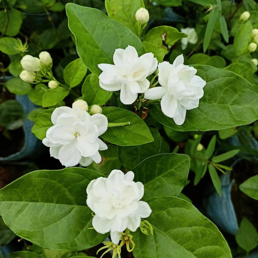 Jasmine Flower seeds for Planting - Low Maintenance, Heirloom & GMO Free Seeds for Home Garden