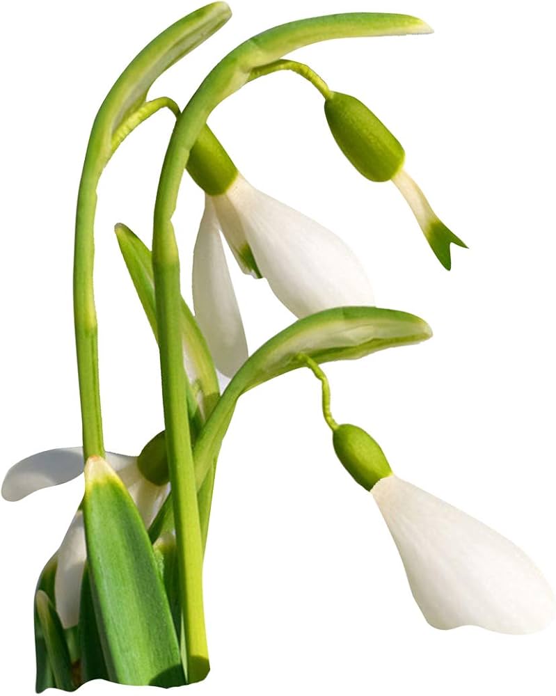 Galanthus Nivalis Snowdrop Plant Seeds for Planting in Woodland Garden and Shade Garden