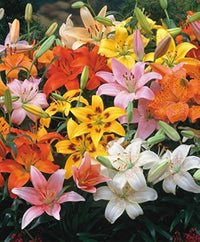 Asiatic Lily Bulbs | Perennial Ornamental Flowers for Garden Planting