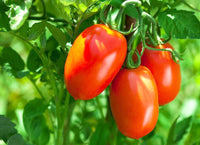 Tiger Asian Tomato Solanum lycopersicum Vegetable Seeds for Planting