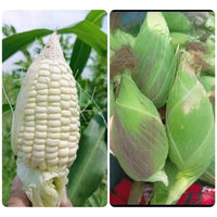 Round Shape Waxy Glutinous Corn Seeds for Planting – Heirloom Sweet Corn Vegetable Seeds