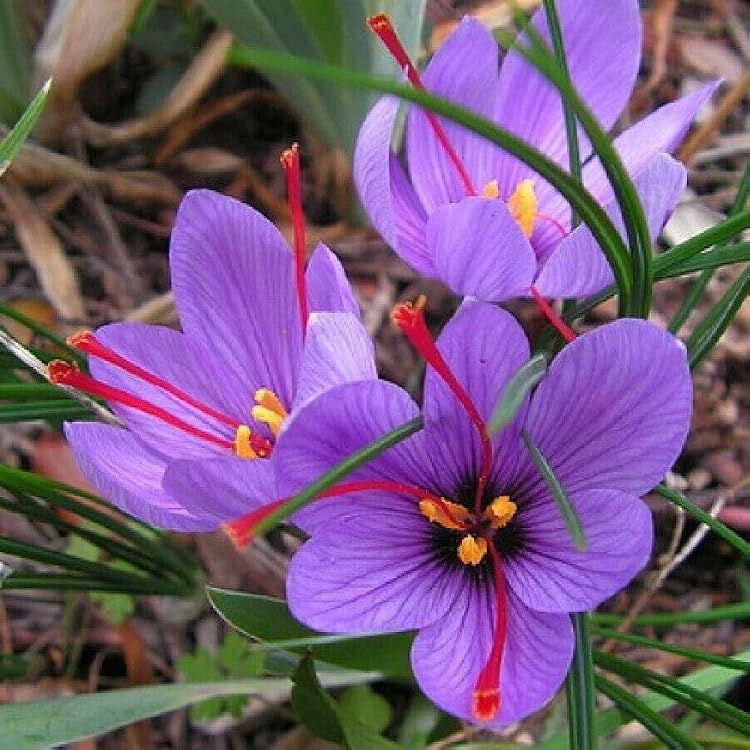 Violet Saffron flowers blooming in a sunny garden with vibrant purple petals.
