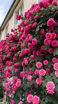 Deep Pink Climbing Rose Flower Seeds for Planting Cottage Garden Essential Heirloom & GMO Free Seeds for Home Garden
 
 Sale