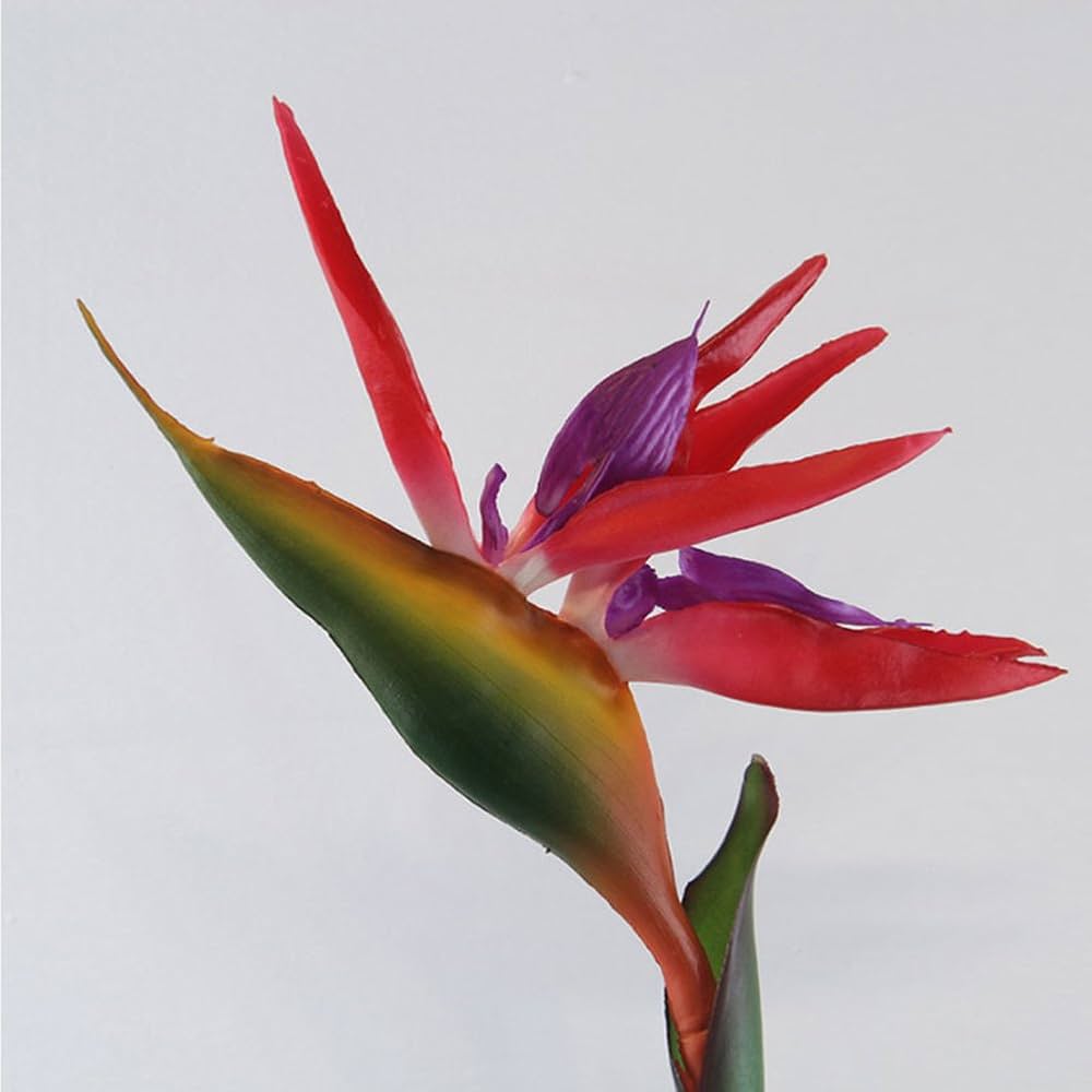 Violet Red Strelitzia Seeds for Planting - Exotic Flower Seeds