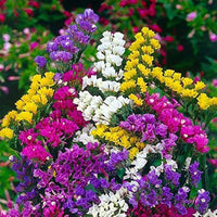 Statice Flower seeds for Planting Premium Quality Heirloom & GMO Free Seeds for Home Garden