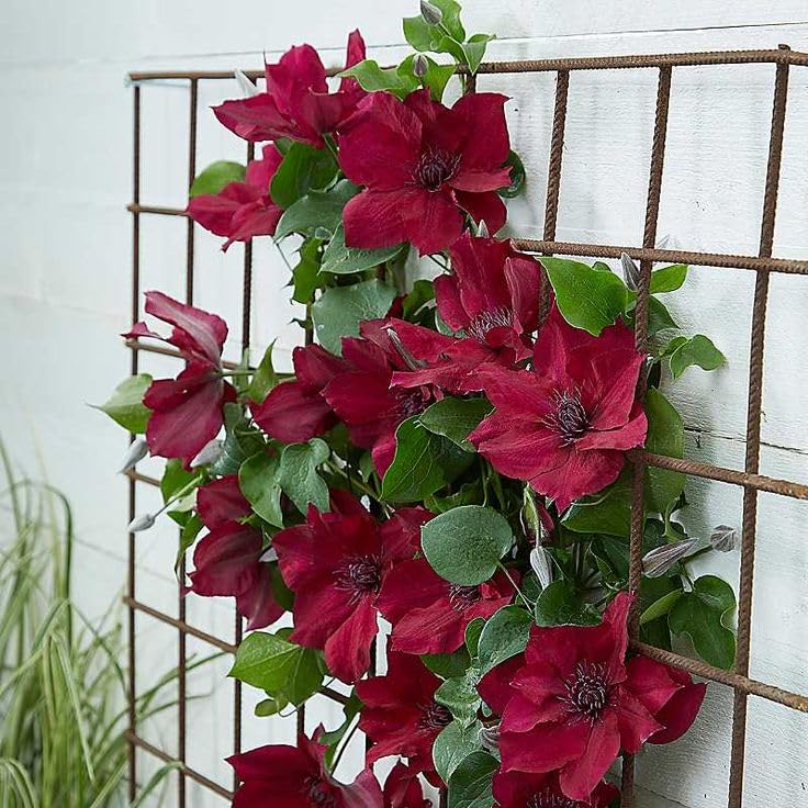 Red Clematis Flower seeds for Planting Vibrant Colors Heirloom & GMO Free Seeds for Home Garden