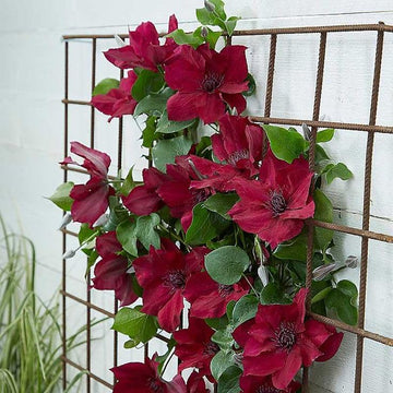Red Clematis Flower seeds for Planting Vibrant Colors Heirloom & GMO Free Seeds for Home Garden