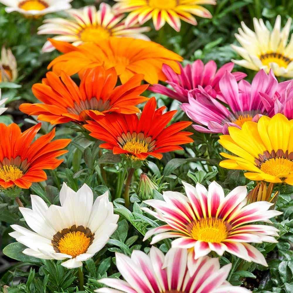Exotic Gazania Flower Seeds for Planting  Brighten Your Garden!