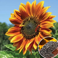 Giant Sunflower Seeds for Planting Helianthus Annuus flower bed pollinator strip