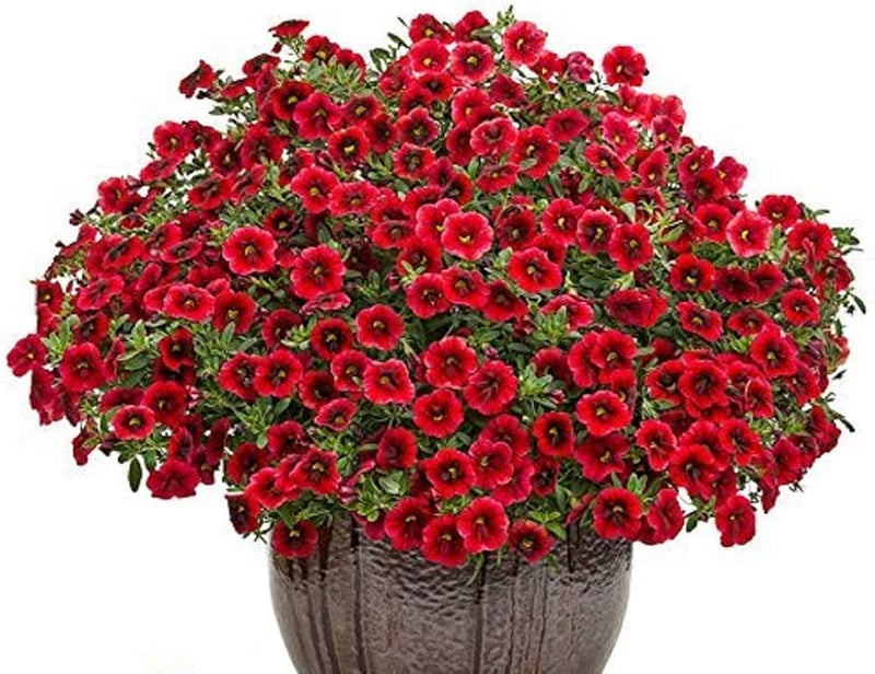Red Calibrchoa Flower Seeds for Planting Perfect for Borders Heirloom & GMO Free Seeds for Home Garden
 
 Sale