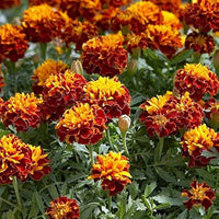 Matrix Sangria Pansy Flower Seeds for Bold, Beautiful Garden Flowers