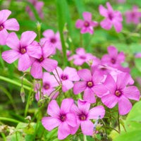Pink Carpet Oxalis Flower seeds for Planting - Garden Favorite, Heirloom & GMO Free Seeds for Home Garden