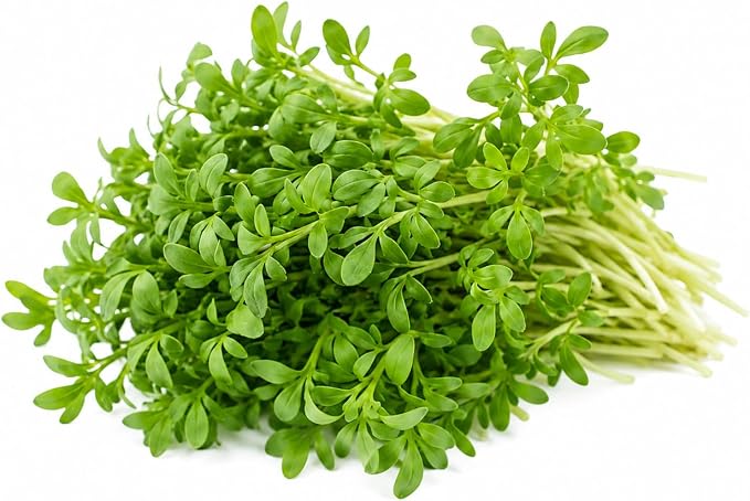 Upland Cress Seeds for Planting – Heirloom Peppery Leafy Green Vegetable Seeds
