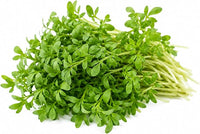 Upland Cress Seeds for Planting – Heirloom Peppery Leafy Green Vegetable Seeds