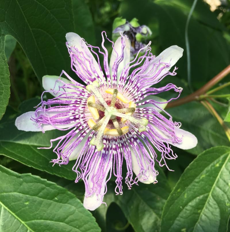 Passiflora incarnata (Maypop) Seeds for Planting – Heirloom & Non-GMO Passion Flower Seeds